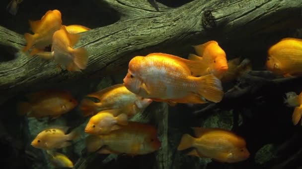 Cichlazoma labiatum. große gelbe Fische im Aquarium — Stockvideo