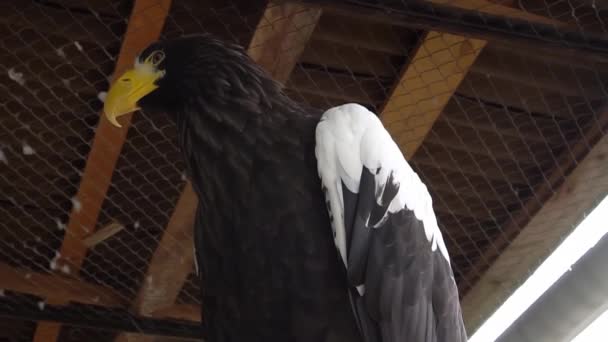 Stellers águia do mar close-up no aviário — Vídeo de Stock