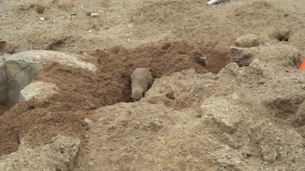Meerkat gräver ett hål i sanden. närbild — Stockvideo