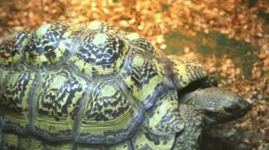 Büyük bir teraryumun içinde büyük bir kaplumbağa.