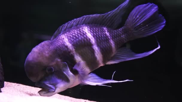 Красивая рыба cyphotilapia frontosa. большой аквариум — стоковое видео
