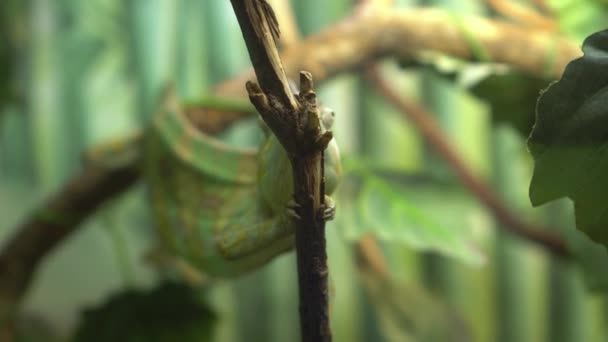 Camaleão close-up rastejando em um ramo — Vídeo de Stock