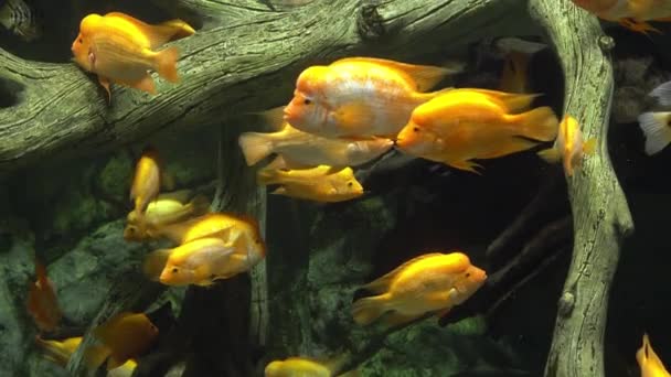 Cichlazoma Labiatum. peces grandes y amarillos en el acuario — Vídeos de Stock