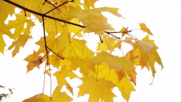 Maple listy zblízka. Podzim ve městě — Stock video