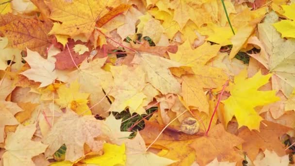 Кленовые листья закрываются. Осень в городе — стоковое видео
