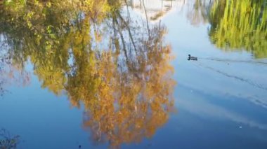 Suda sarı yaprakları olan bir ağacın yansıması.