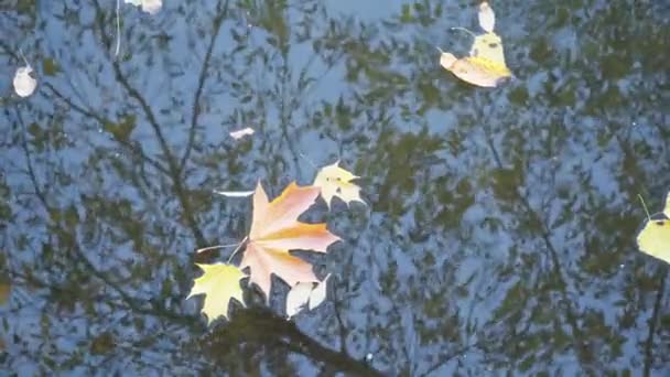 Maple leaves float in clear water in autumn — Stock Video