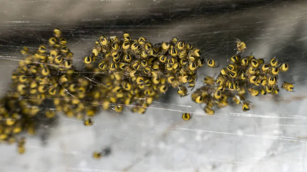 Nid D Araignees Couvee De Petites Araignees Jaunes Argiope Bebe Stock Photo