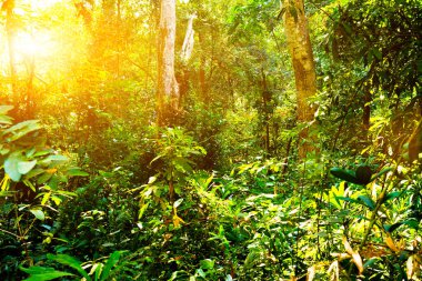 Sabah güneş altında derin orman büyük ağaçlar ve otlar ile dolu.