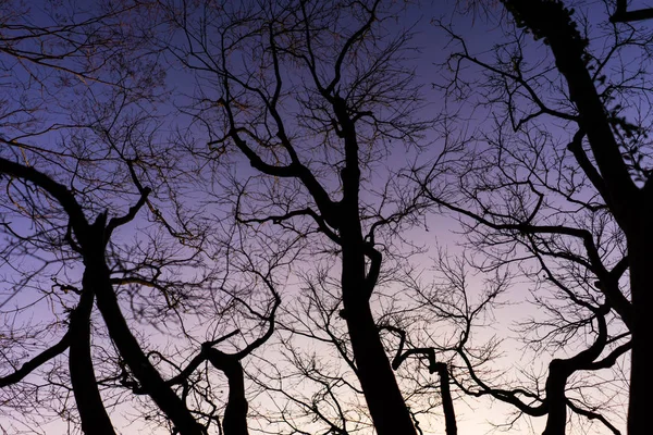 Δέντρα Στο Δάσος Πρωί Είναι Μοναχική Ώρα — Φωτογραφία Αρχείου