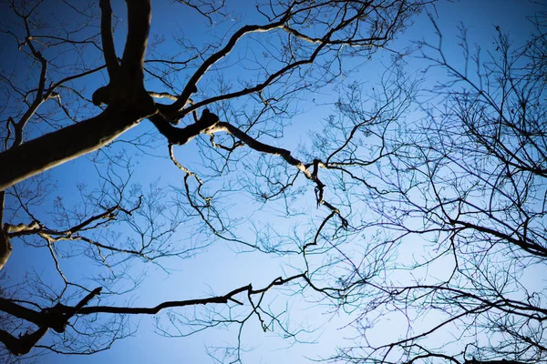 Δέντρα Στη Ζούγκλα Πρωί Είναι Μοναχικό Σεζόν — Φωτογραφία Αρχείου