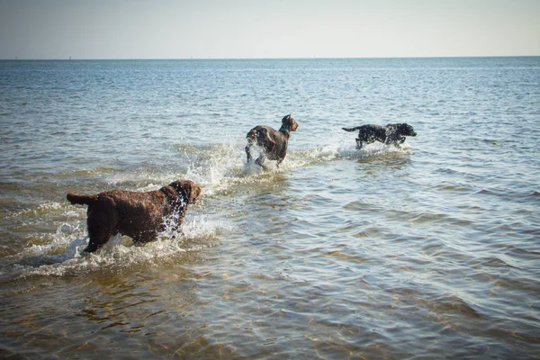 Tre Hundar Som Springer Havsvatten — Stockfoto