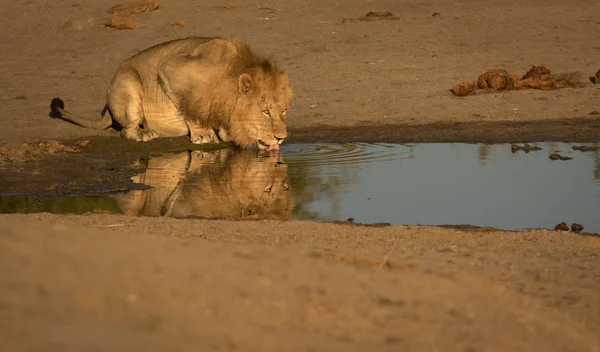 Lion Drinking Water Wild Nature — Stock Photo, Image