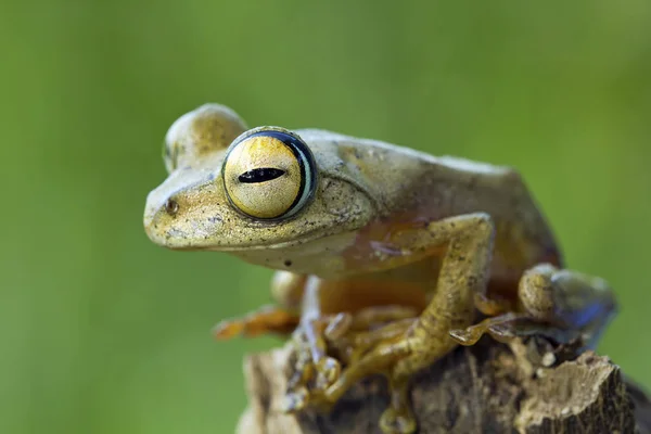 Крупным Планом Очаровательная Маленькая Тропическая Лягушка Естественной Среде Обитания — стоковое фото
