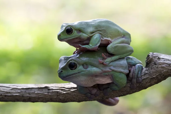 Close Shot Van Schattige Kleine Tropische Kikker Natuurlijke Habitat — Stockfoto