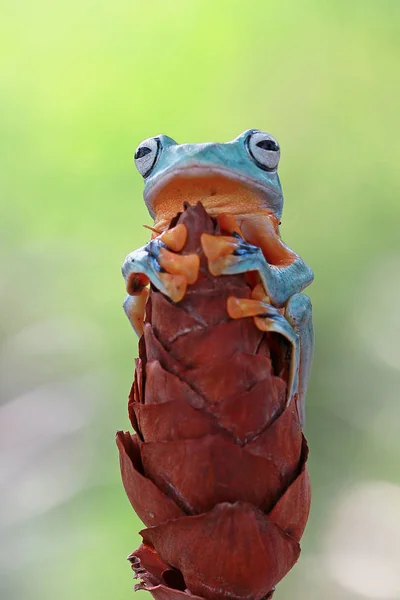 Close Shot Adorable Little Tropical Frog Natural Habitat — Stock Photo, Image