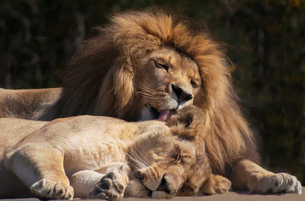 Niedlicher Löwe Leckt Löwin Wilder Natur — Stockfoto