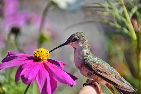 Nahaufnahme Von Kolibri Bestäubt Kosmos Blume — Stockfoto