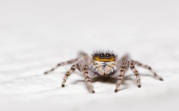 Portrét Skákající Pavouka Selektivní Zaměření — Stock fotografie