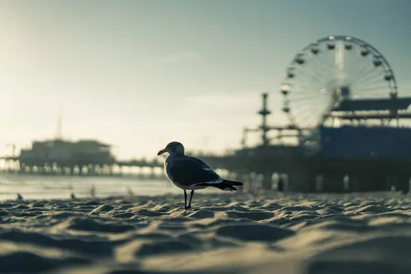 Seagull Για Την Παραλία Santa Monica Καλιφόρνια Αμερικής Ηπα — Φωτογραφία Αρχείου