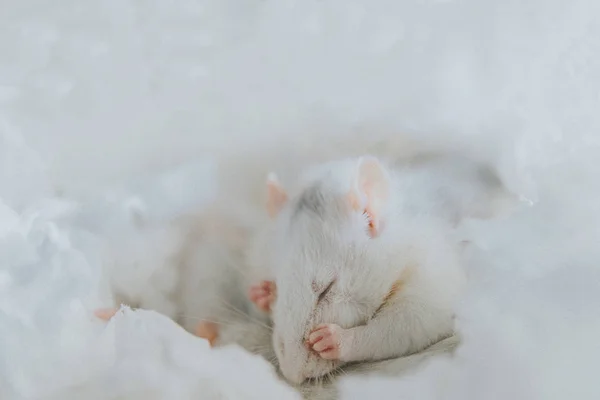 Zbliżenie Widok Portret Zmęczony Szczur Biały — Zdjęcie stockowe