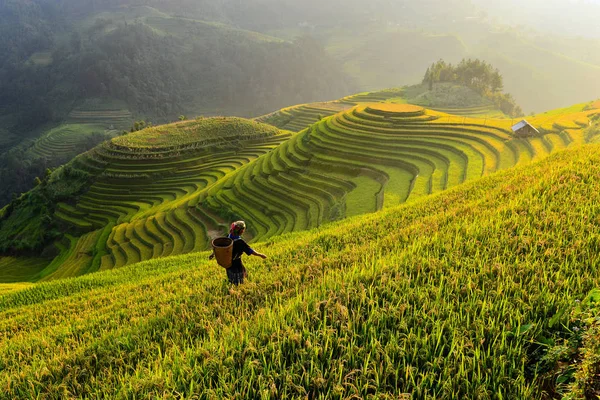 Piękny Widok Tarasu Piękny Zielony Ryżu Podczas Zachodu Słońca Wietnam — Zdjęcie stockowe