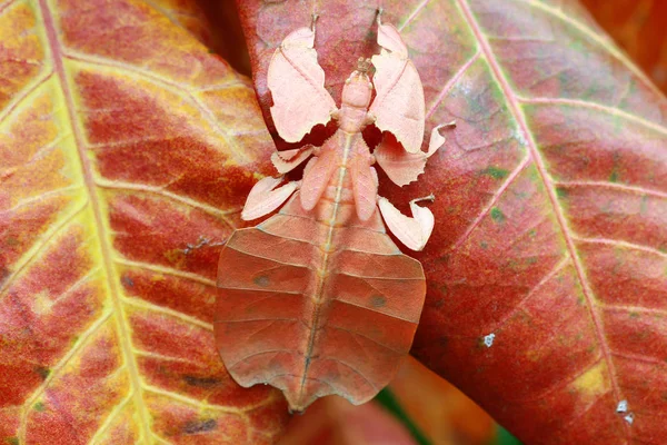 Yapraklarda Phyllium Böcek Yakın Çekim Görünümü — Stok fotoğraf