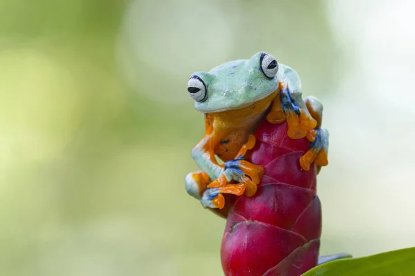 Javan Deslizamiento Rana Árbol Una Flor Vista Cerca —  Fotos de Stock