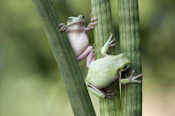 Dos Ranas Árbol Volcánicas Trepando Una Planta Vista Cerca —  Fotos de Stock