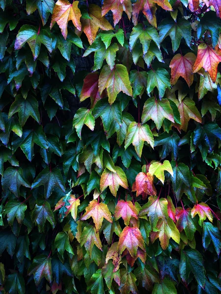 Крупный План Осенних Листьев Растущих Стене — стоковое фото