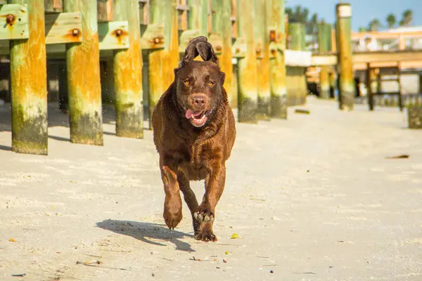 Chocolate Labrador Dog Running Beach Closeup View — Stock Photo, Image