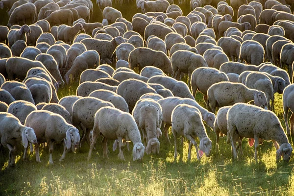 Vacker Utsikt Över Flock Får Ett Fält — Stockfoto