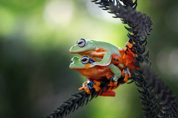 Two Javan Gliding Tree Frogs Closeup View — ストック写真