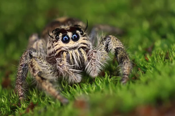 Jumping Spider Yakın Çekim Görünümü Seçici Odak — Stok fotoğraf