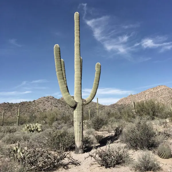 Saguaro Kaktusz Közelében Tucson Arizona Amerikai Amerikai Egyesült Államok — Stock Fotó