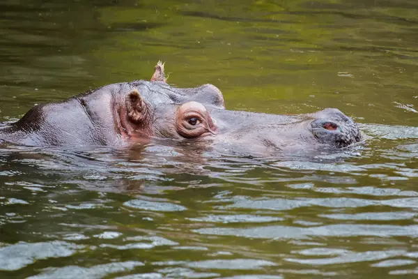 Closeup View Hippopotamus Swimming River – stockfoto