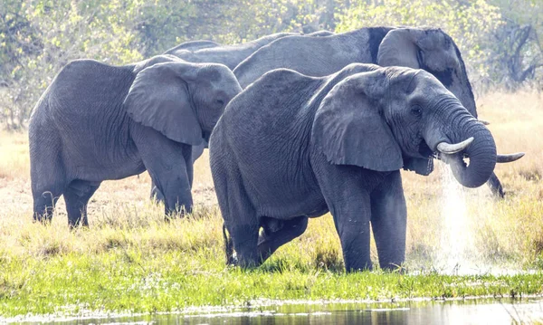 Folyó Okavango Botswana Pancsoló Elefántok — Stock Fotó