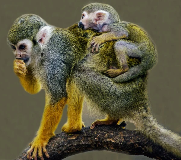 Squirrel Monkey Carry Baby Back Knysna Western Cape África Sul — Fotografia de Stock