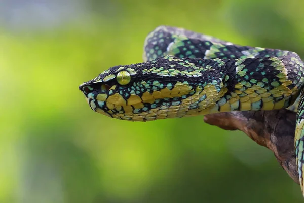 Вид Збоку Головної Змії Viper Вибірковий Фокус — стокове фото