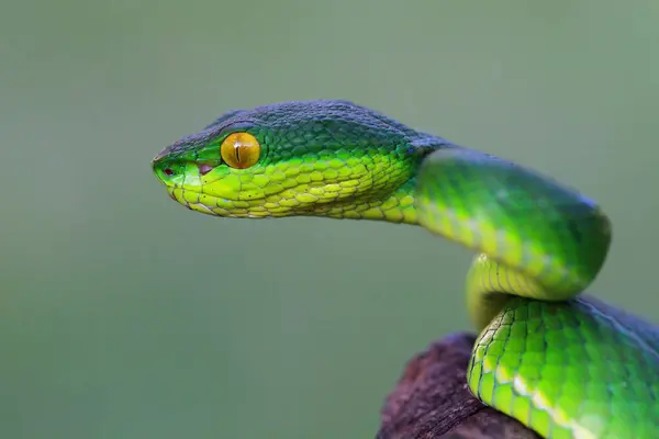 Seitenansicht Eines Schlangenkopfes Der Viper Selektiver Fokus — Stockfoto
