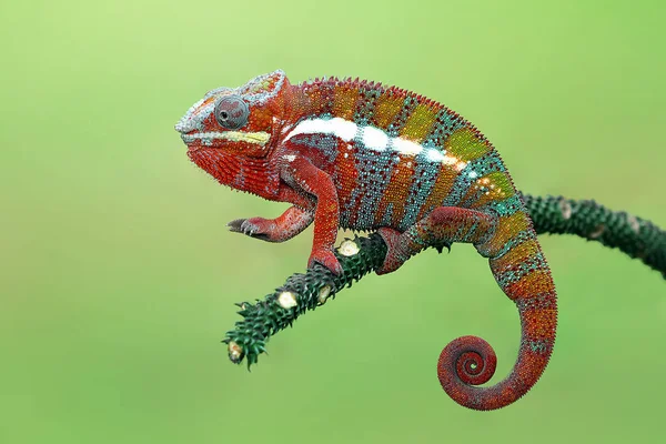Panther Chameleon Větvi Zaostřená Pohled Selektivní Zaměření — Stock fotografie