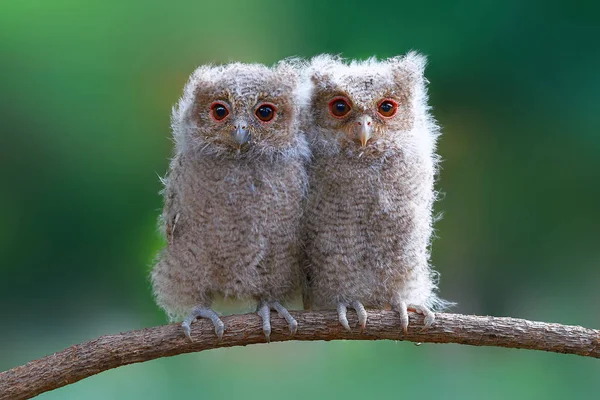 Two Baby Owls Sitting Branch Blurred Background — Stock Photo, Image
