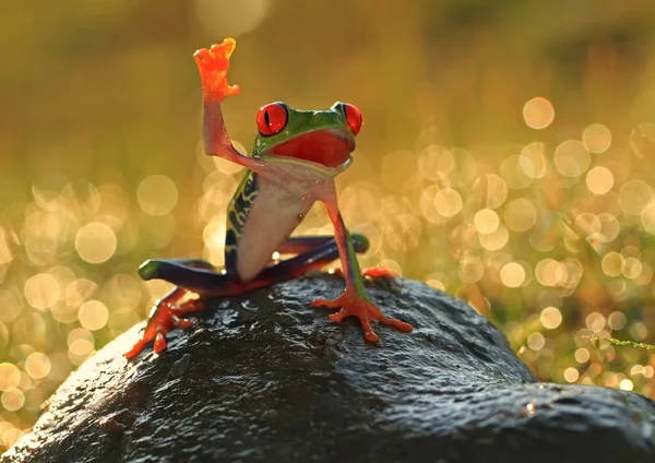 Grenouille Sur Rocher Vue Rapprochée — Photo