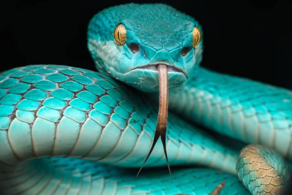 Närbild Pit Viper Snake Suddig Bakgrund — Stockfoto