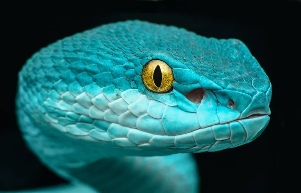 Widok Bliska Węża Pit Viper Czarne Tło — Zdjęcie stockowe