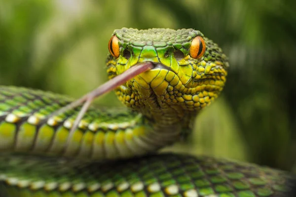 红树林坑毒蛇的肖像 选择性焦点 — 图库照片