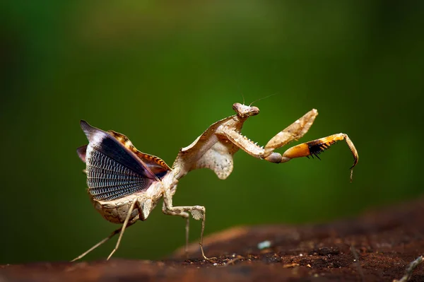 Portret Van Een Biddende Mantis Tegen Onscherpe Achtergrond — Stockfoto