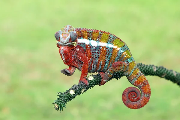Portrét Chameleon Closeup Selektivní Zaměření — Stock fotografie