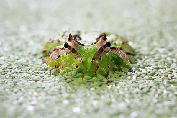 Sapo Pacman Submerso Plantas Daninhas Vista Perto — Fotografia de Stock