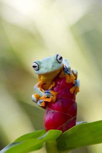 Tree Frog Sitting Flower Closeup View — Stock Photo, Image